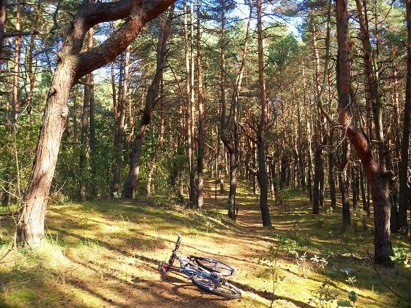 Szybki singiel po wydmie koło Starej Dąbrowy