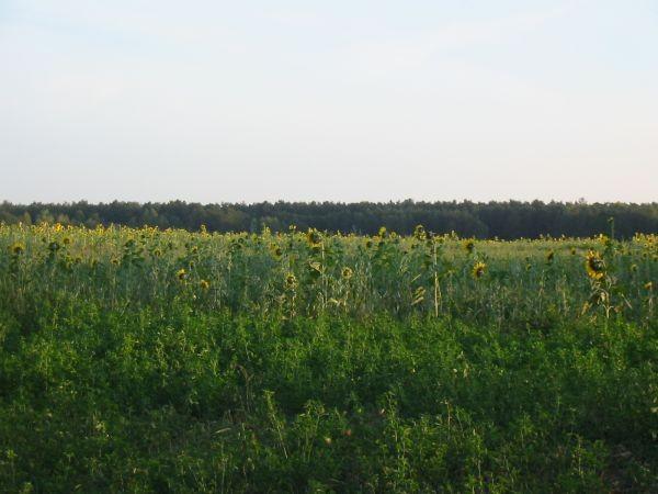 duuuuużo słoneczników