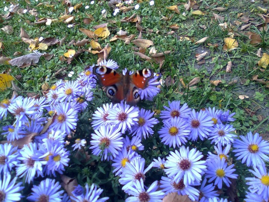 motyl