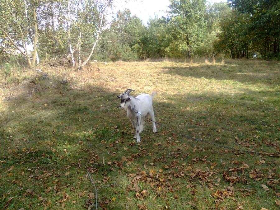 koziołek matołek