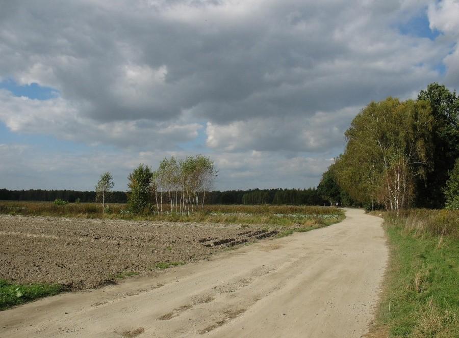 Las Kabacki - droga od Łęczycy