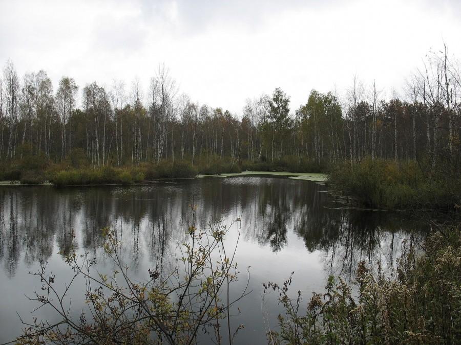 MTBO - Łucznica, przy PK 10