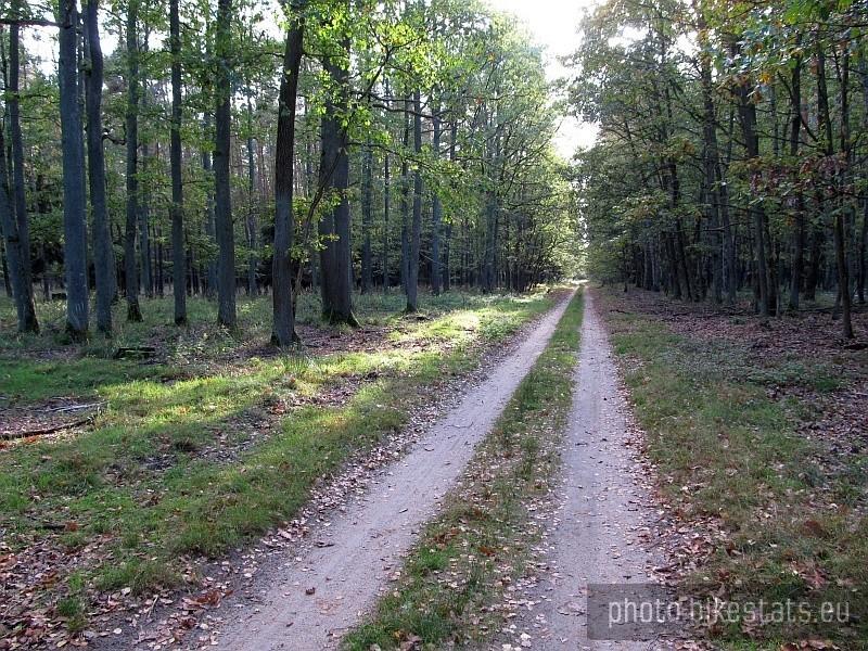 Leśna droga.