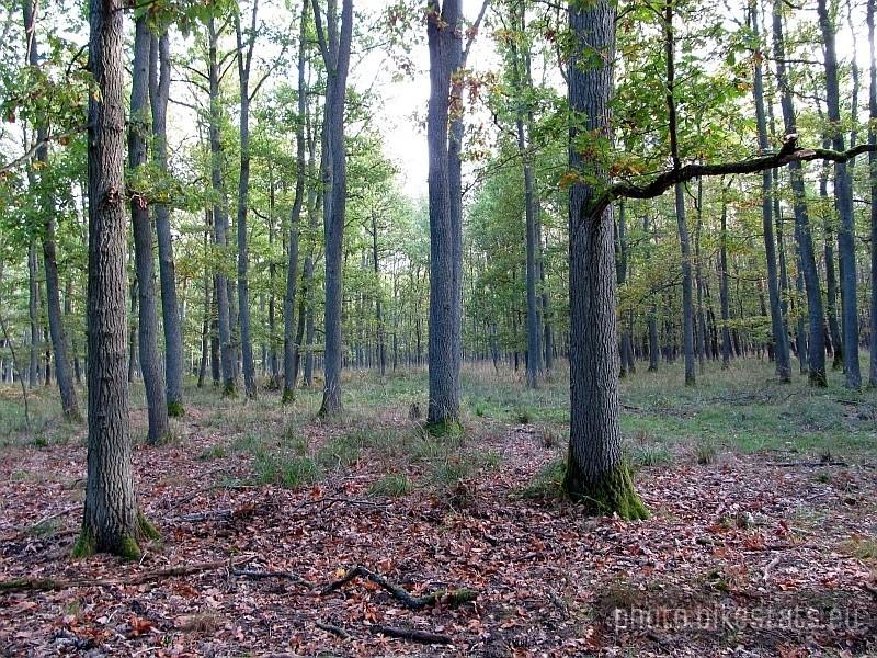 dąbrowa