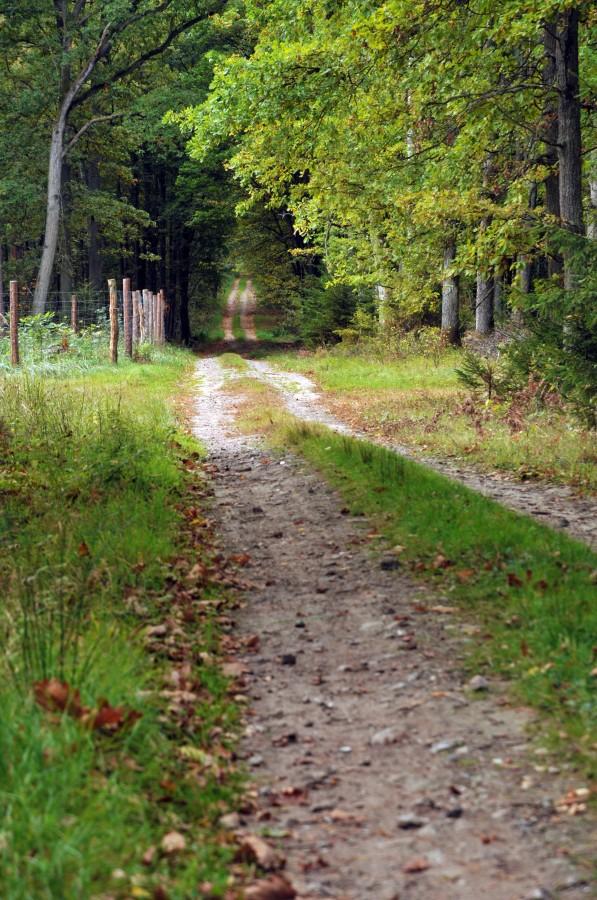 Szlak "Cisów Staropolskich"