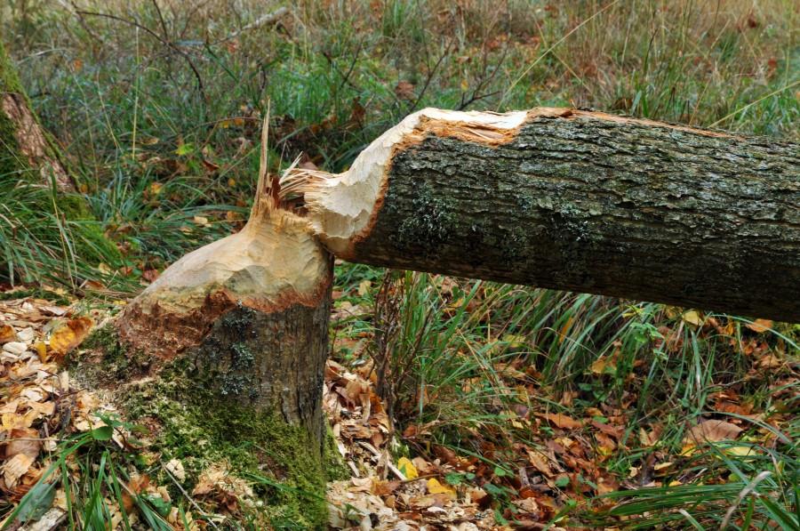 Dzieło bobrów