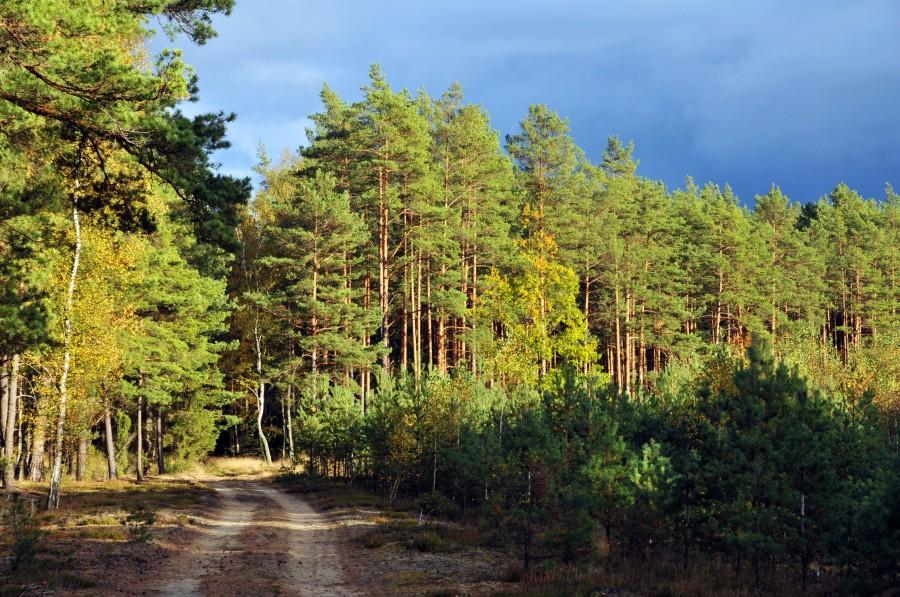 Las koło Pohulanki