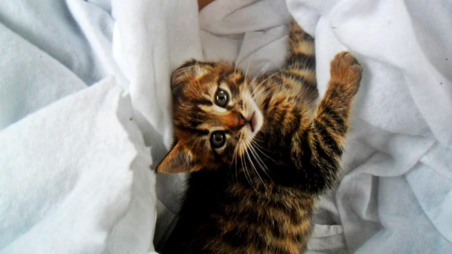 Kicia:)