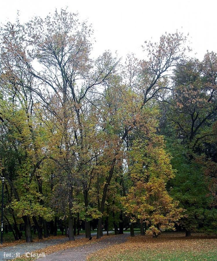 Jesień na Polu Mokotowskim
