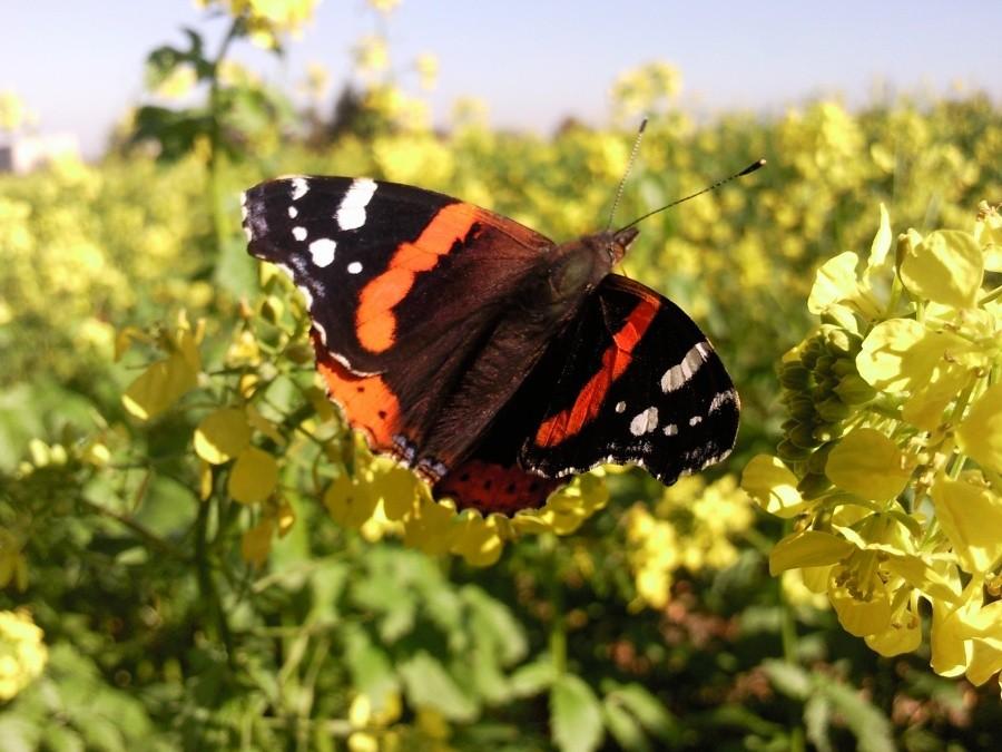 Rusałka admirał (Vanessa atalanta)