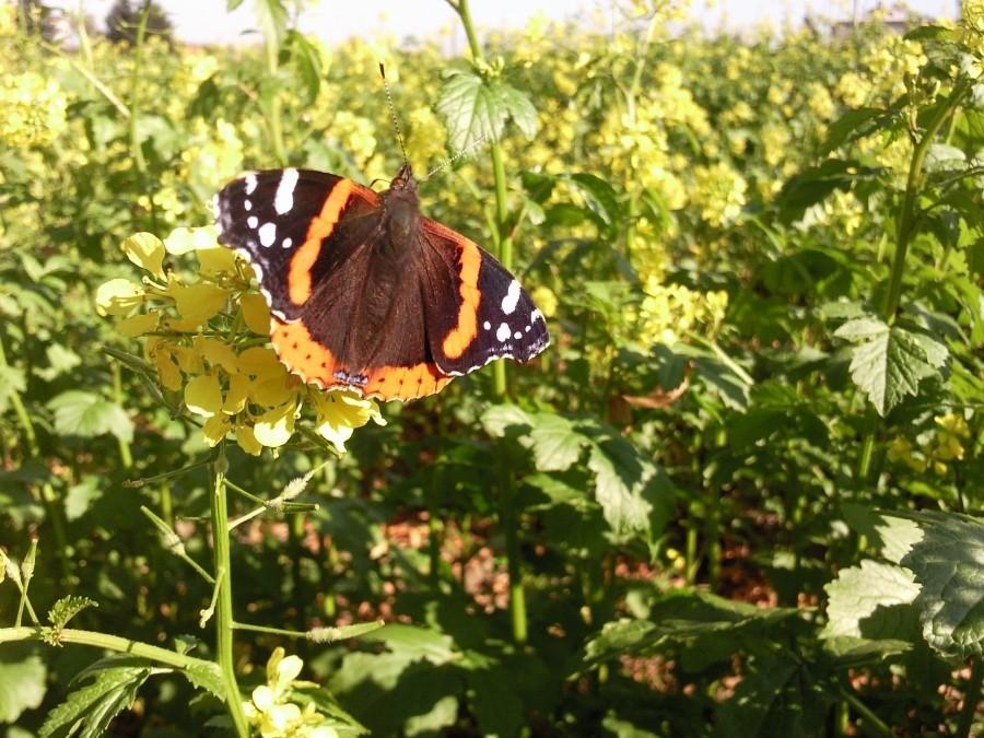 Rusałka admirał (Vanessa atalanta)