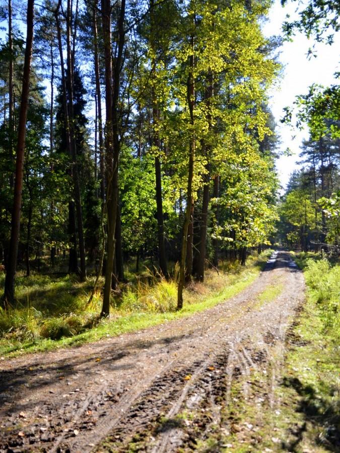 Leśna ścieżka w okiliczach Imielina