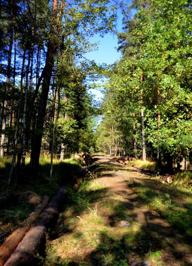 Leśna ścieżka