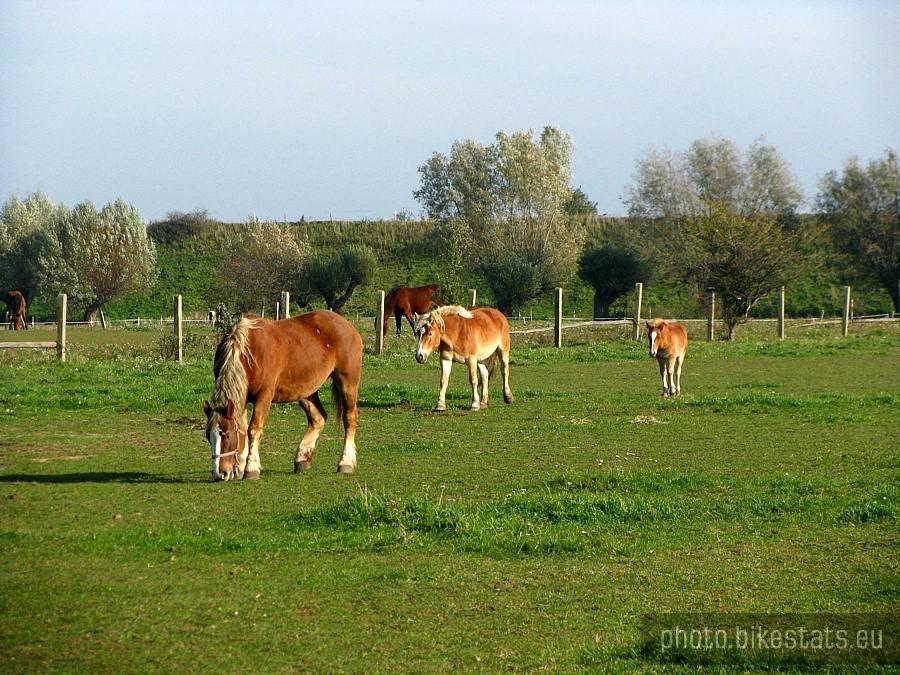 Koniki w Steblewie.