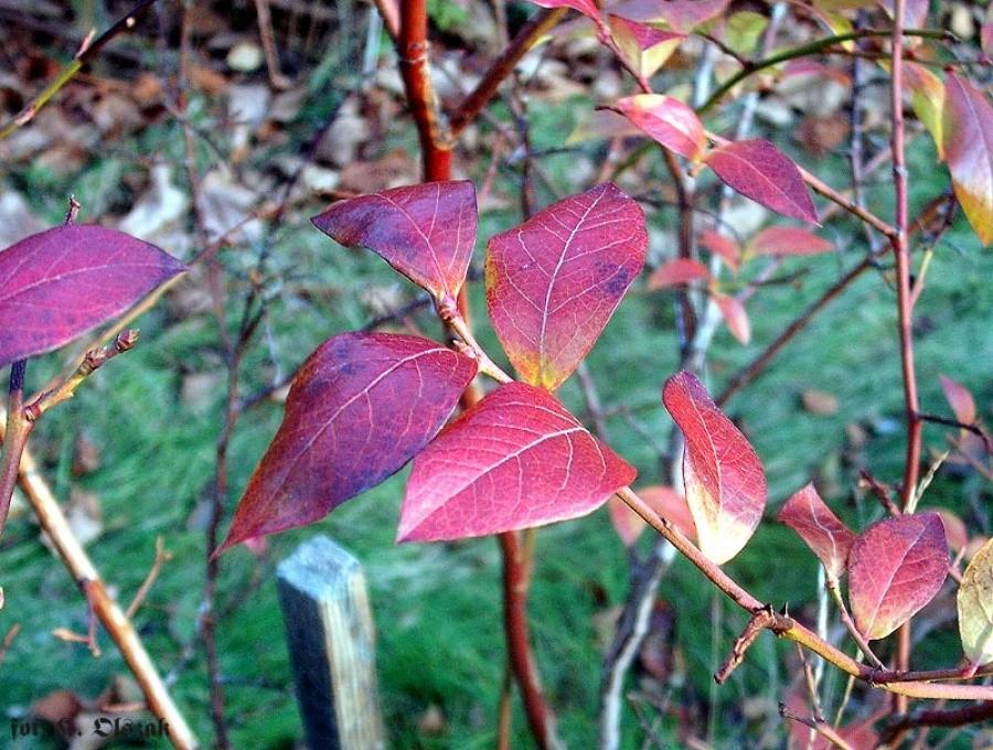 Jesienna borówka