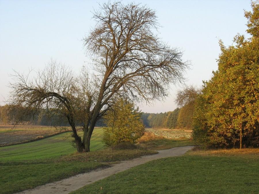 Las Kabacki - widok z Wielkiej Polany