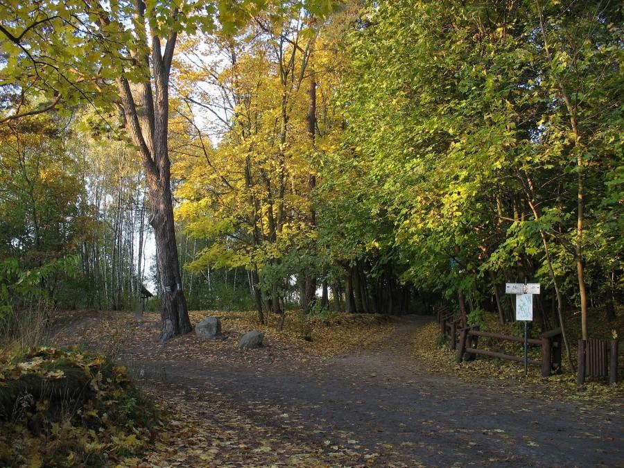 Las Kabacki - skrzyżowanie szlaków przy Wielkiej Polanie