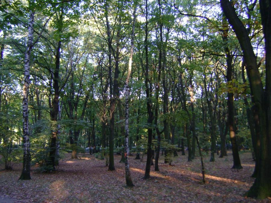 W jednym z wrocławskich parków