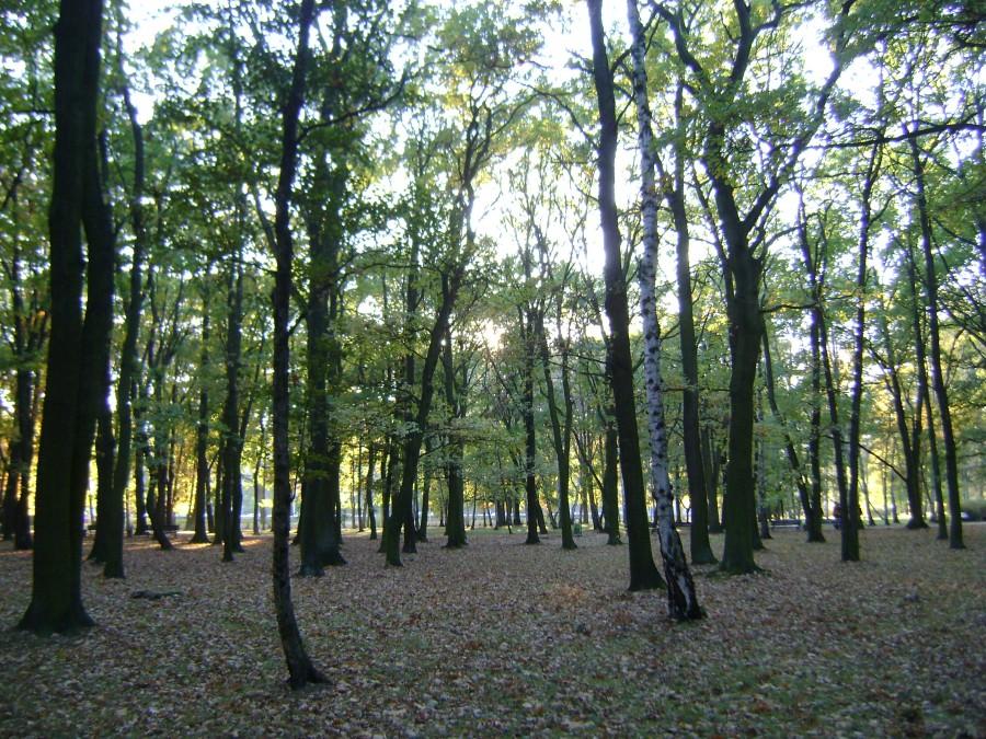 W jednym z wrocławskich parków