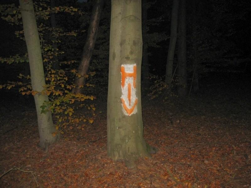 Mroczny, ciemny, tajemniczy, skażony las...