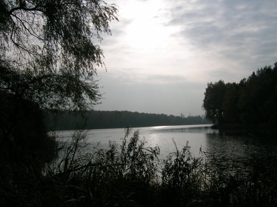 Rogoźnik