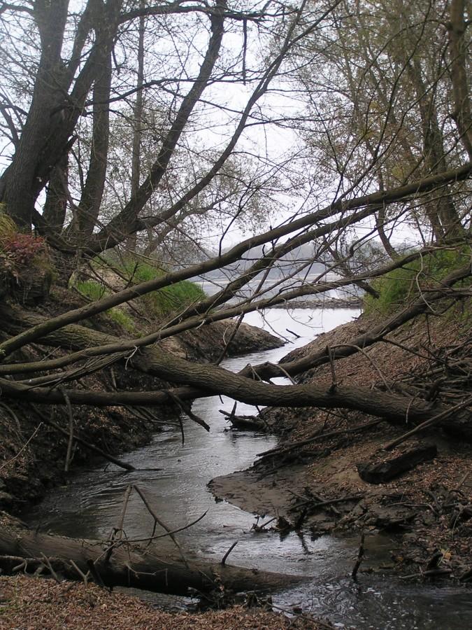 Struga wpadająca do Wisły
