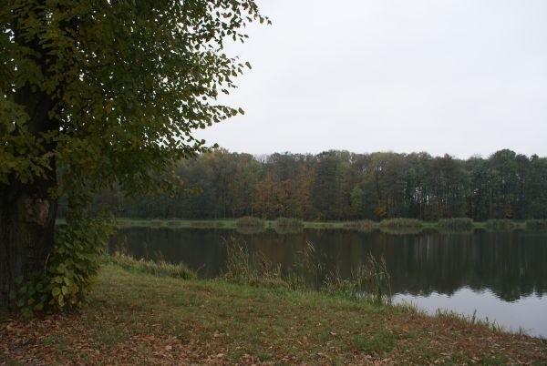 staw w Moszczenicy
