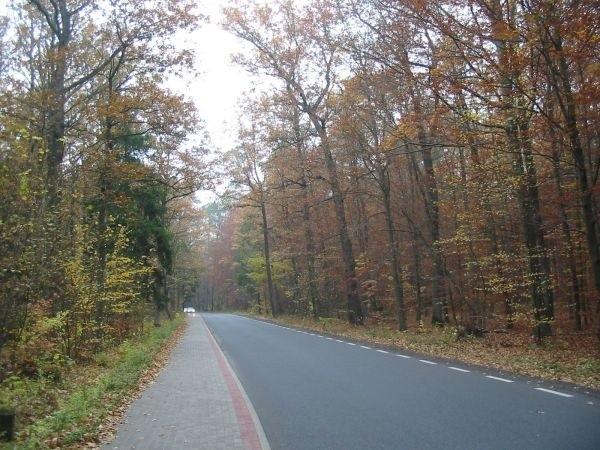 jesień - z drodze na Królową Wolę