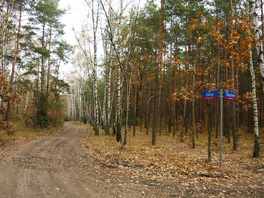 Skrzyżowanie w lesie