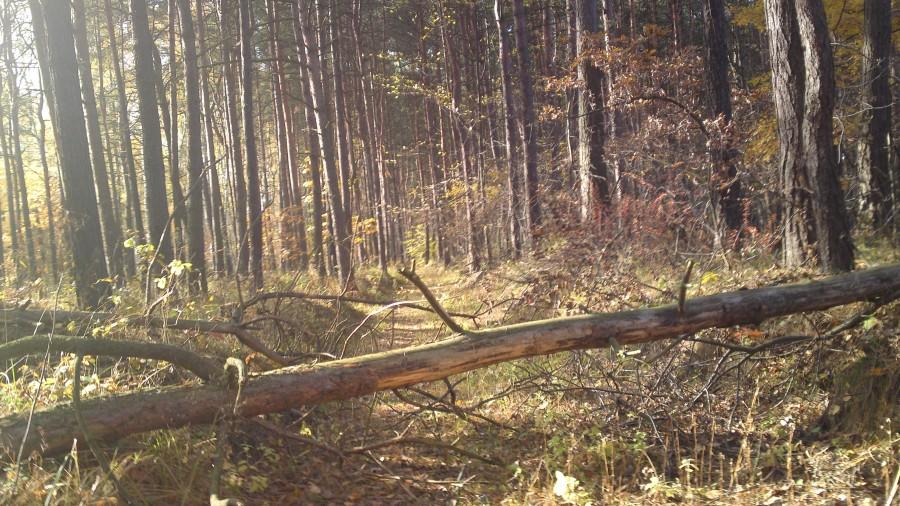 Nic nie zapowiadało kłopotów