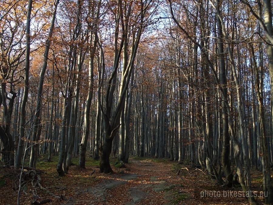 okolice szczytu Kornutów (830m)