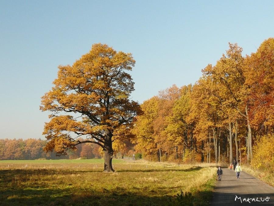 Jesień w Miechowicach