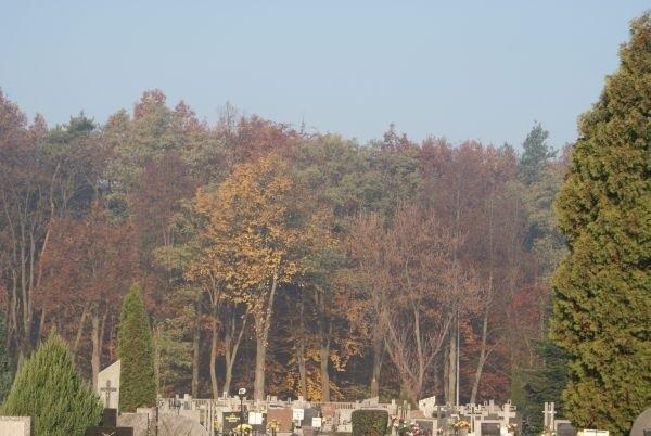 cmentarz jesienią