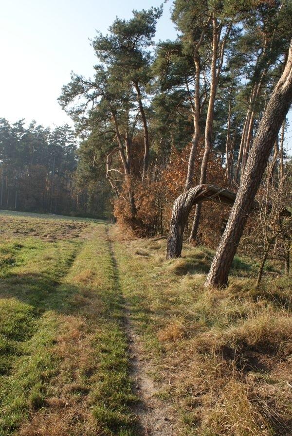 jesień