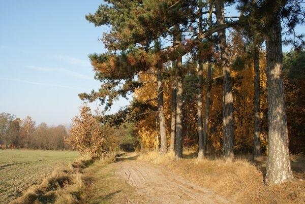 jesień