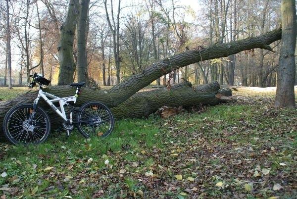przewalone drzewa w parku