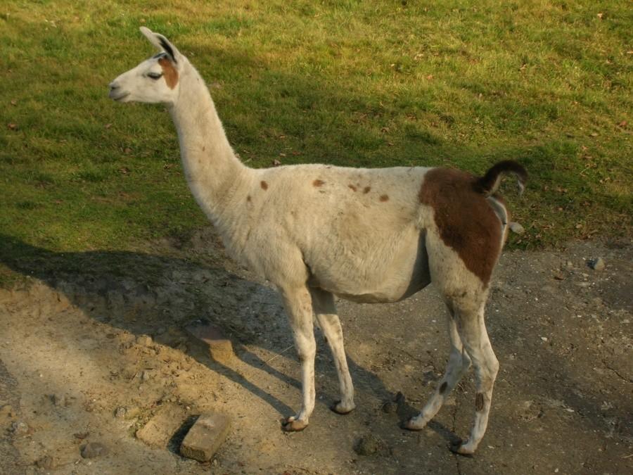 Lama Patrycja