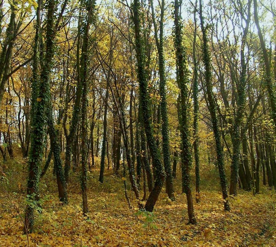 Bluszczowe drzewa w ostromeckim parku