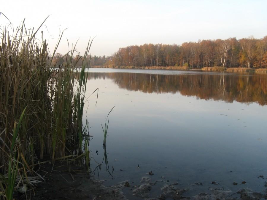 Staw