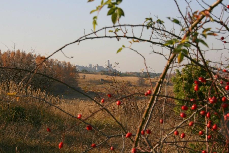 Zamek w Olsztynie od Strony Turowa II.