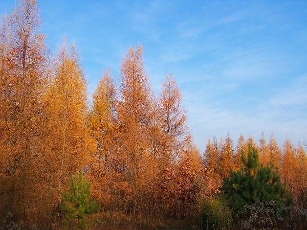 Trochę kiczowate, ale w sumie całkiem ładne modrzewie :)