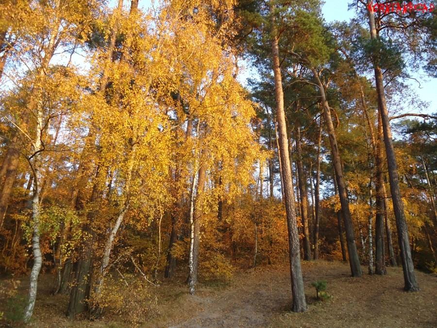 Jesień w lesie 4