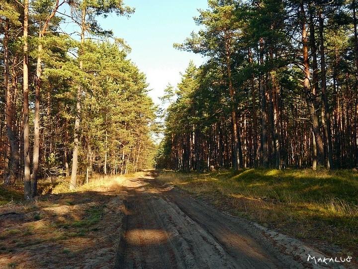 Droga przez las Zendek
