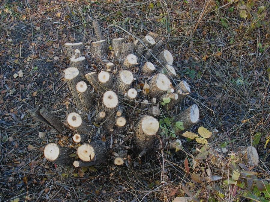 Pieńki