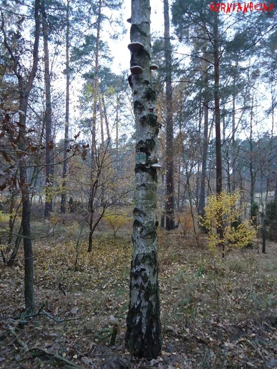 Brzoza zaatakowana przez Huby