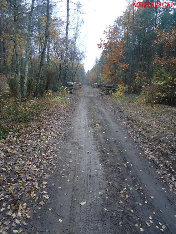 Surowy las jesienią