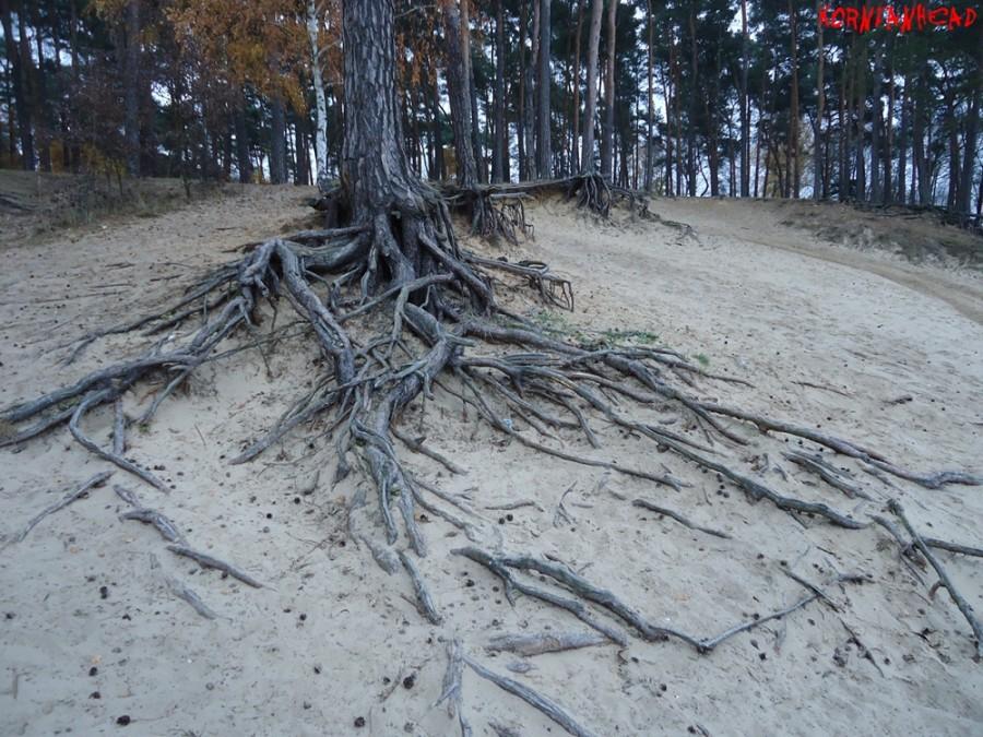 Korzenie drzew nad jeziorem Wikaryjśkim