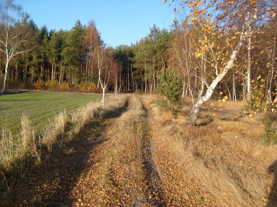 Kolejna polna droga
