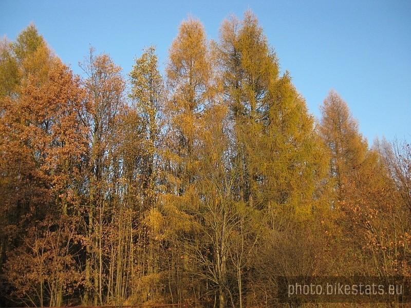 Modrzewie też już igiełki pozłociły.