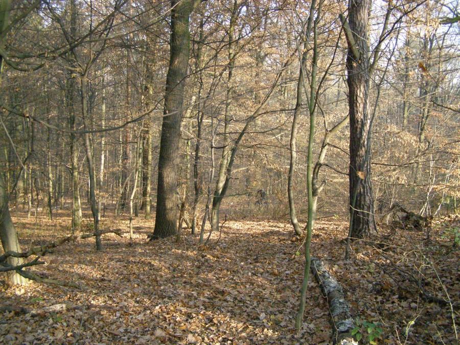 Wiśniowa Góra
